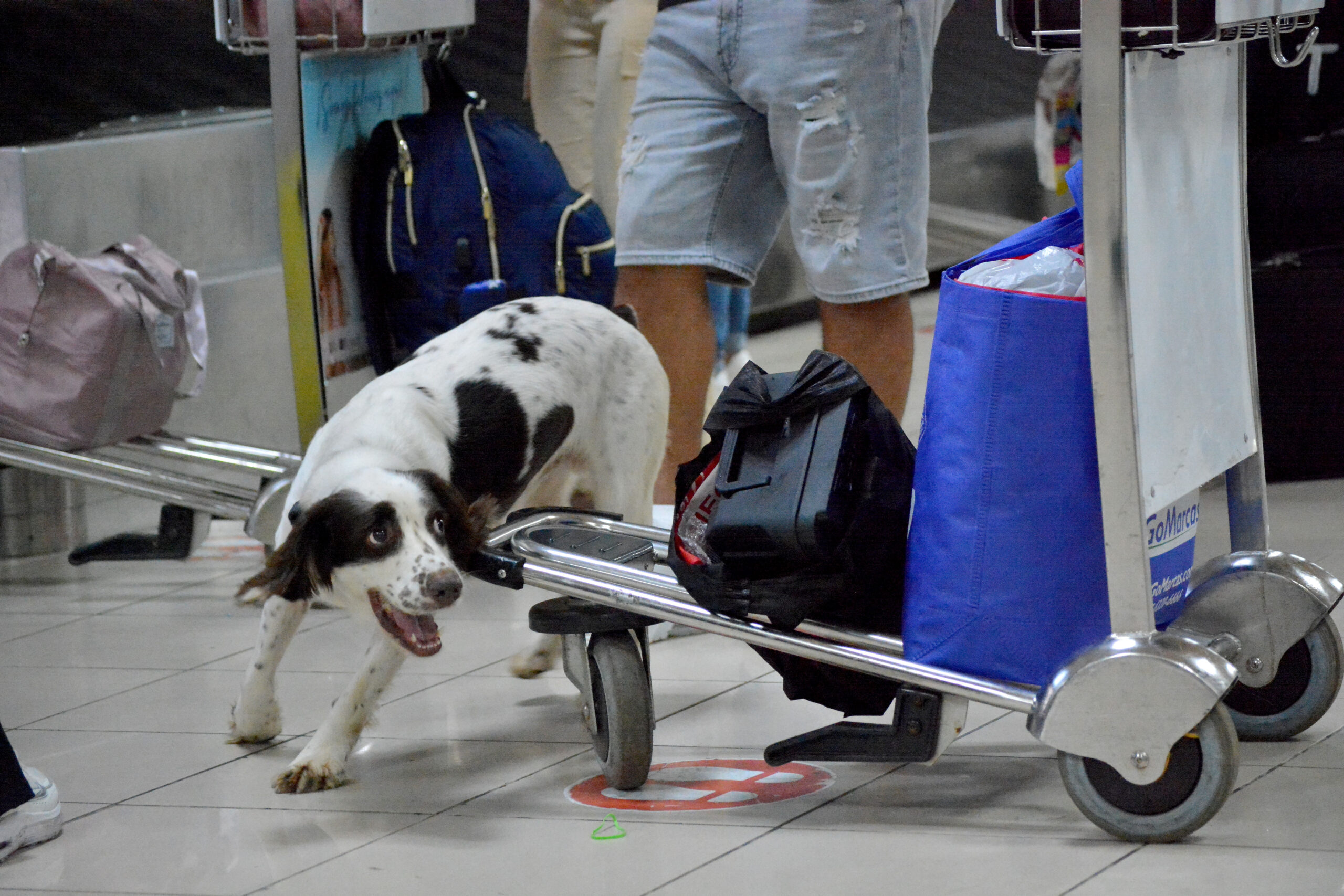 Nuevo intento de entrada de droga en el Aeropuerto de La Habana
