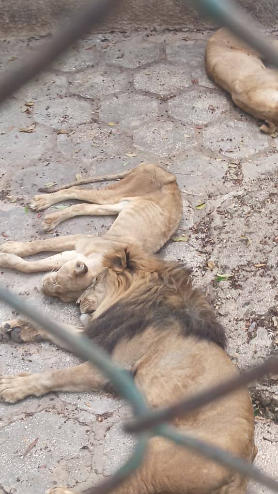 Zoológico de Camagüey asegura que sus animales no pasan hambre